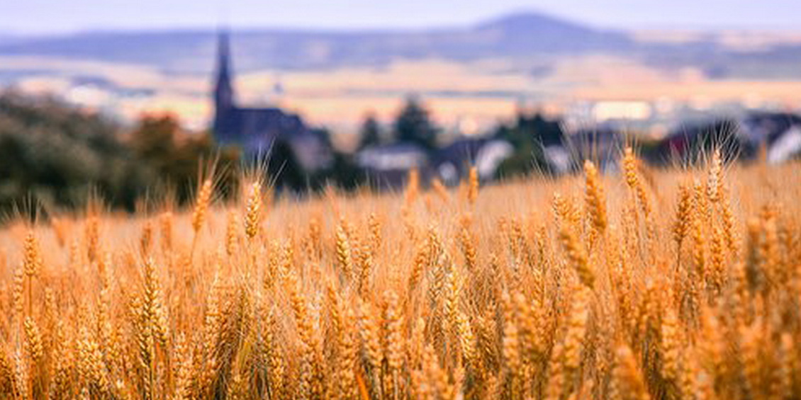 Blick über ein Kornfeld, im Hintergrund eine Kirche